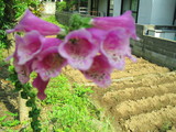 flower6