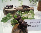�ʎގ����ώ���񎼎ގ��׎�