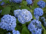 紫陽花03