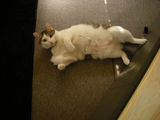 お気に