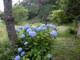 紫陽花01