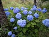 紫陽花02