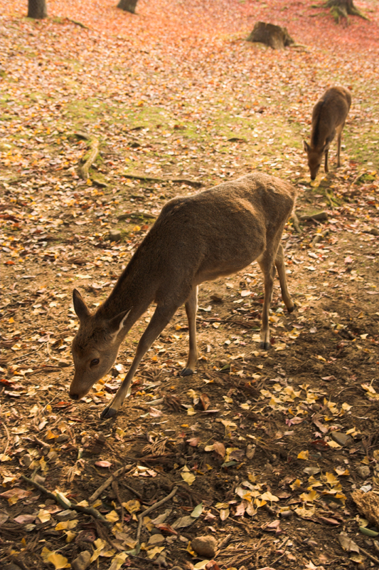 奈良公園の鹿と紅葉1_s.jpg
