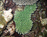 s1