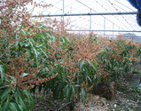 mango2