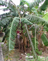 banana1