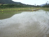 taue