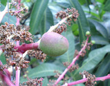 mango3