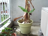 banana