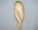 �纬