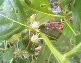 �Υ�