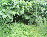 abl2