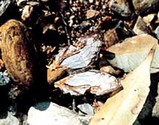 イシガケチョウ