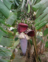 banana2
