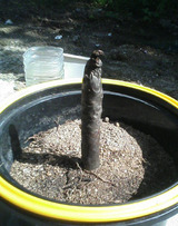 �ץ��ꥢ