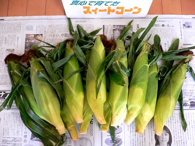 とうもろこし12本