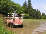 田植え2