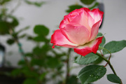 flower4