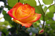 flower3