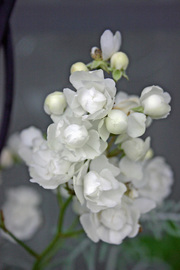 flower1