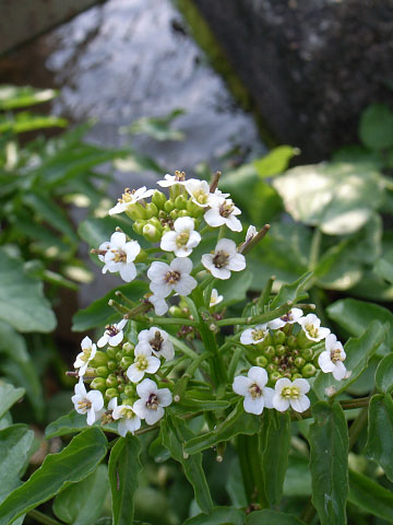 ���쥽�� 1