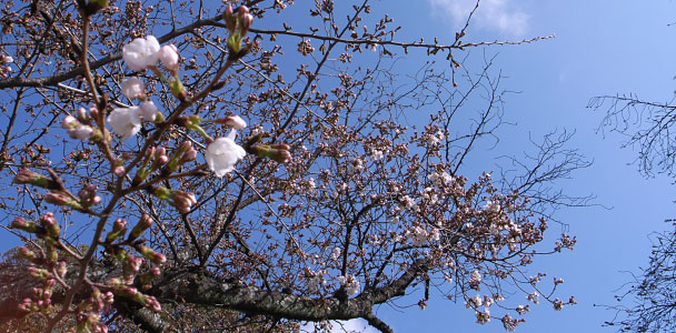 ようやく咲きはじめた門前の桜