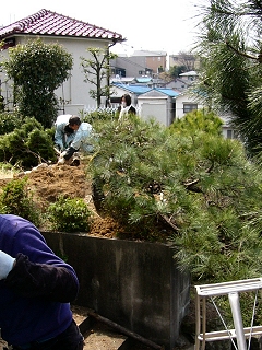 植木移植