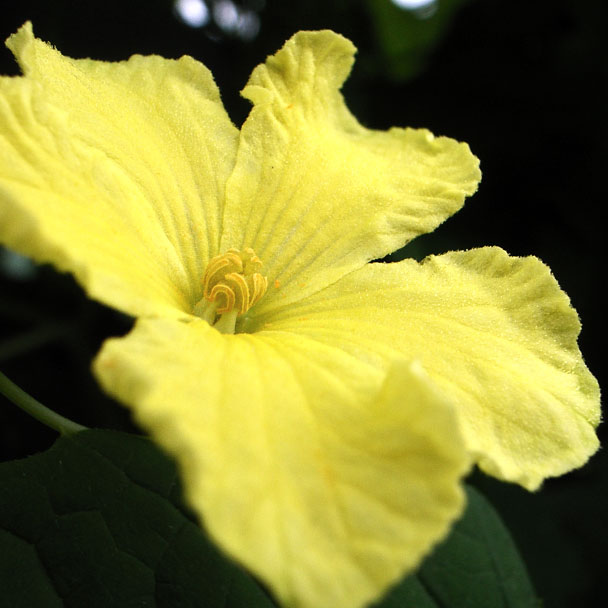 ゴーヤーの花1