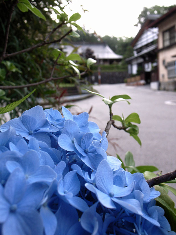 アジサイとお宿山久