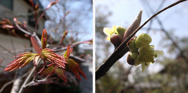 新芽と花