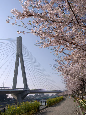 川西河岸の桜並木