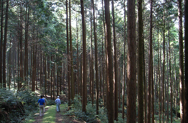 多可町加美区 山口家の森
