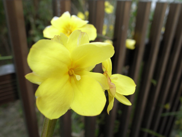 迎春花