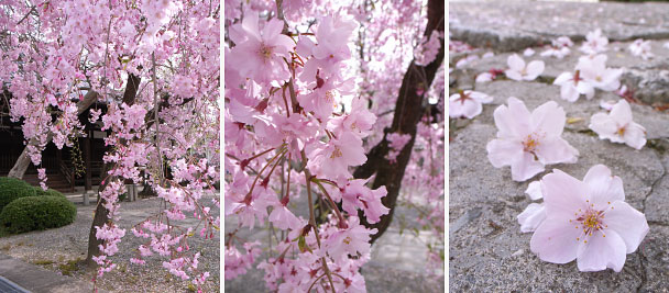 西光寺の桜