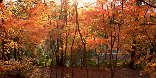 緑楓台の紅葉
