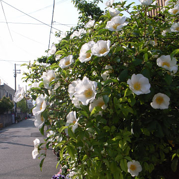 �ʥ˥磻�Х� 2