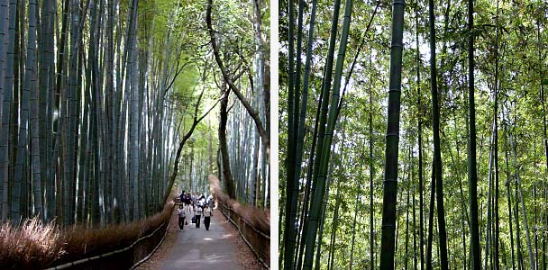 竹林