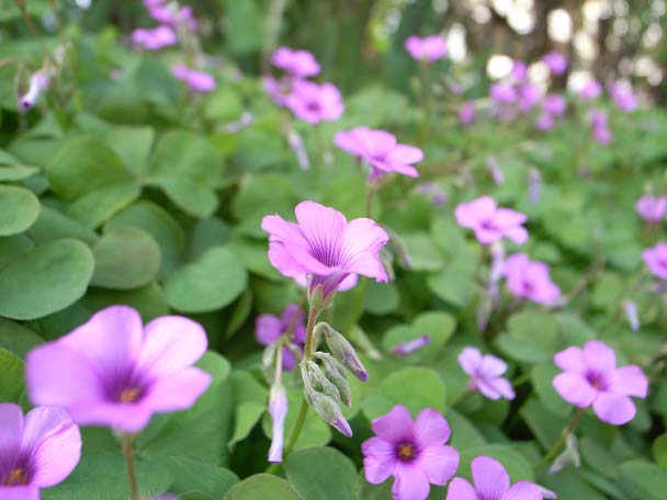 花の接写
