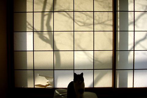 猫と障子
