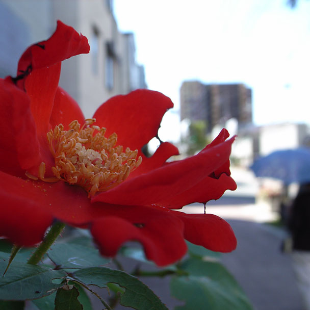 町角の薔薇