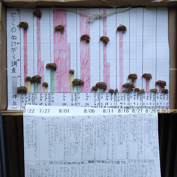 蝉の抜け殻調査 2007
