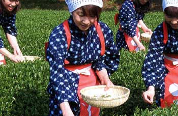 茶摘み体験