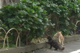 neko02