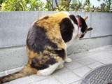 �����Ƥ롩