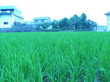 b3a4d606.JPG