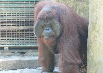 オラウータン