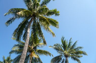 �Х���μ������䤷����