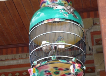 ハヤタの愛する鳥たち