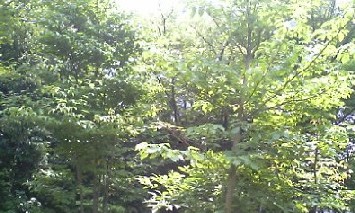 midori