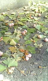 cc1c8060.jpg